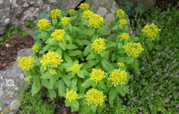 Sedum hyperaizoon