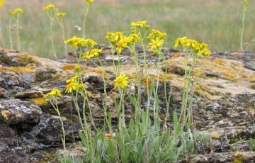 Senecio canus