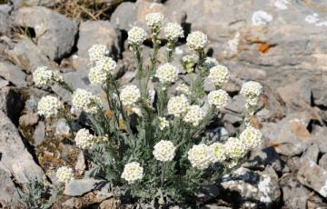 Smelowskia calycina, Drywood Mountain, Alberta