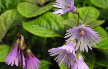 Soldanella alpina