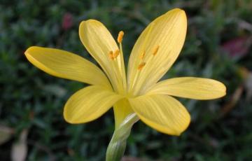 Sternbergia lutea