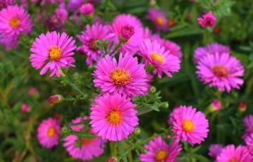 Symphyotrichum novi-belgii 'Alert'