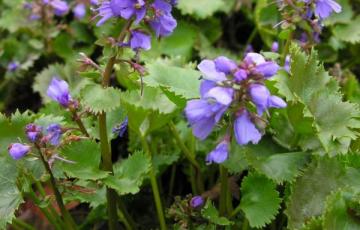 Synthyris renifolia