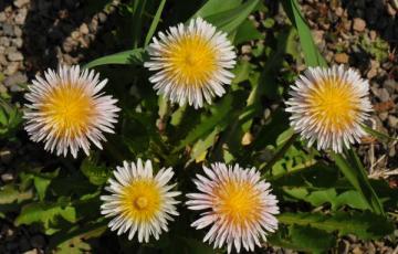 Taraxacum pseudoroseum