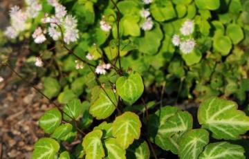 Thalictrum ichangense 'Evening Star'