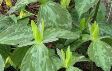 Trillium luteum