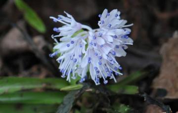 Ypsilandra thibetica