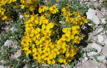 Zinnia grandiflora