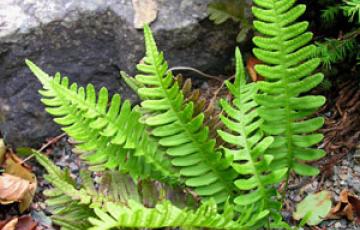 Polypodium virginianum